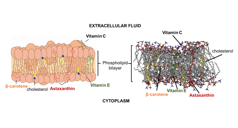 Cell membrane Astaxanthin. Schematic (left) and tridimensional (right) view of the astaxanthin molecule and other common antioxidants located within the cell membrane. Adapted from Palozza et al., 2021. Archives of Biochemistry and Biophysics, 698, 108735.