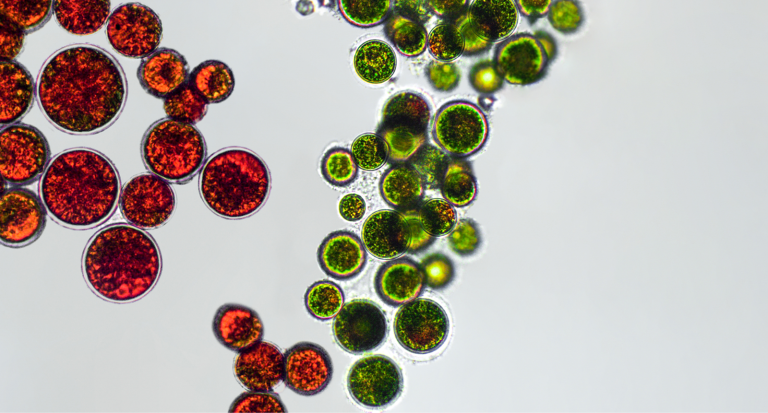 Haematococcus pluvialis