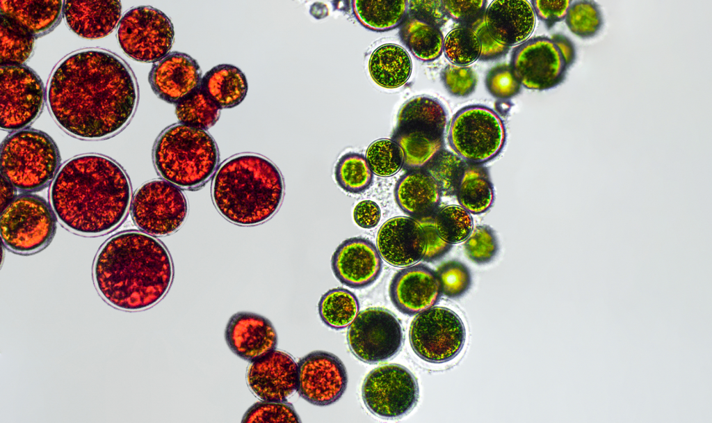 Haematococcus pluvialis algae_1600x950