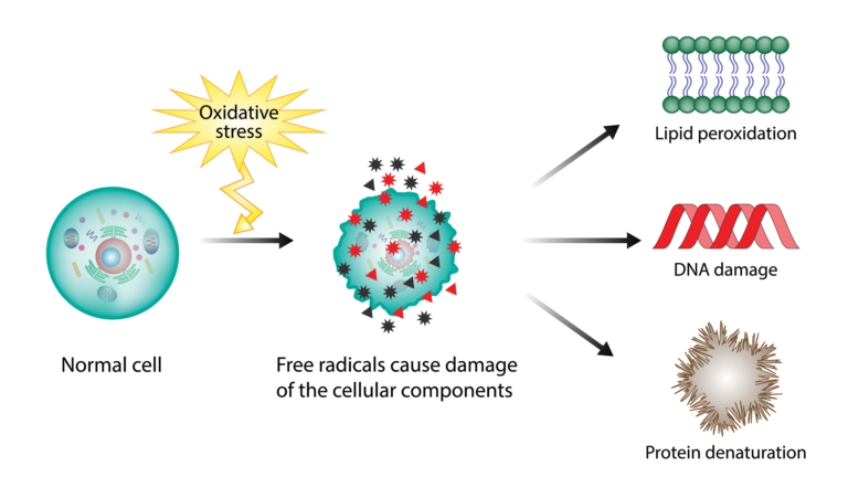 Oxidative stress. Free radicals cause oxidation of the cellular membrane proteins and lipids, and damage of the cellular components. Sun Protection