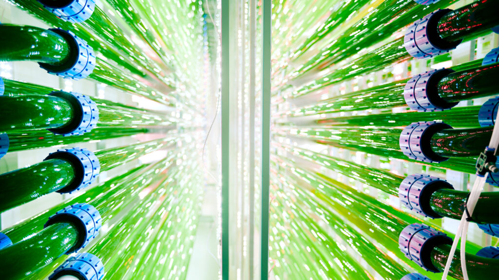 algalif-photobioreactor-cultivation-system.