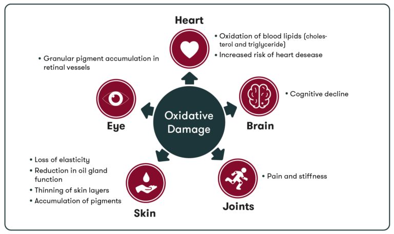 The role of oxidative damage on human health_natural astaxanthin
