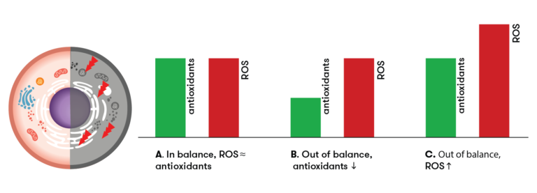 Schematic overview with the regulation of oxidative balance