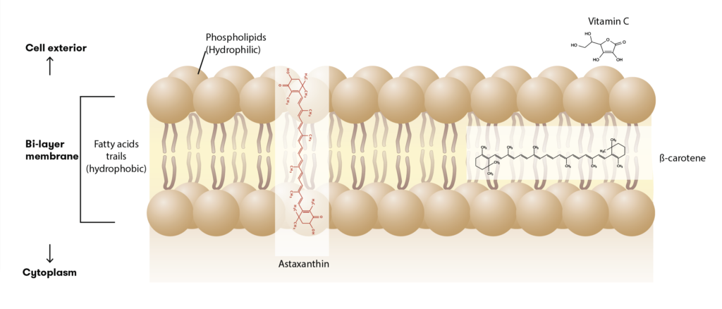 staxanthin's unique membrane-